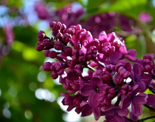 Purple lilac flowers with leaves