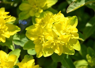 Bright yellow flowers and leaves