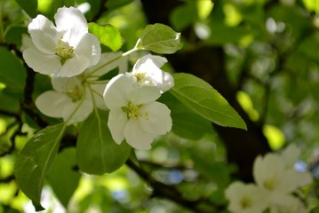 Apple tree blossoms with leaves