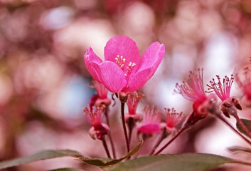 Malus, crab apple tree blossom