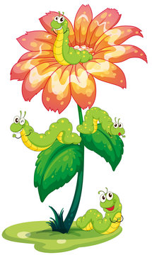 A big flower with worms