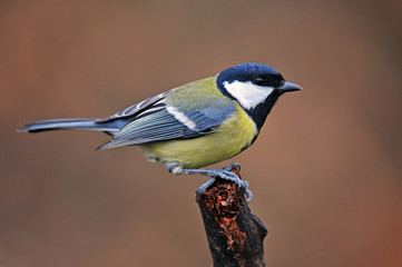 Great tit