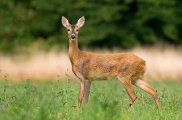 Velvet curtains Roe Roe deer