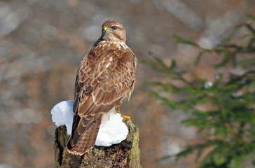Common buzzard