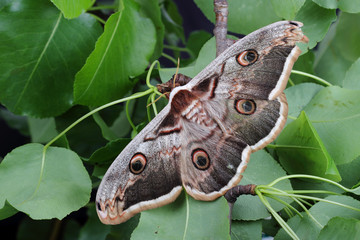 Naklejka premium Female of Giant Peacock Moth (Saturnia pyri)