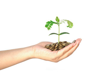 hand holding a tree growing on coins / csr