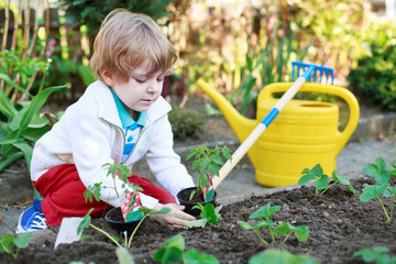 Adorable blond boy planting seeds and seedlings of tomatoes