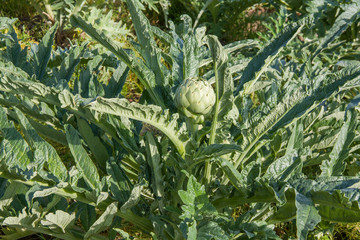 Artichaut sur pied dans un champ en région de st Pol de Léon