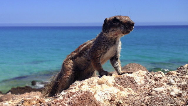 African ground squirrel (Xerus inaurus) in Fuerteventura