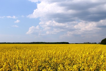 Obraz premium yellow rapeseed