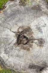 close up saw tree pattern in sun light