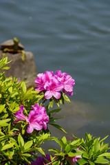 五月晴れに咲くつつじ  甲羅干し中の亀