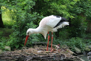 maman prepare le nid