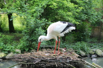 nid de cigogne