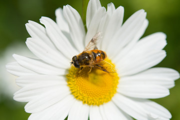 マーガレットにとまった蜜蜂