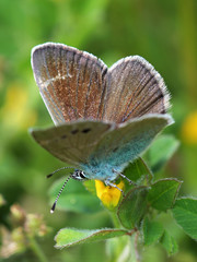Naklejka premium Gossamer-winged butterfly on meadow. Close up