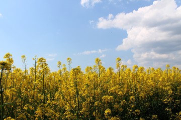 Obraz premium yellow rapeseed