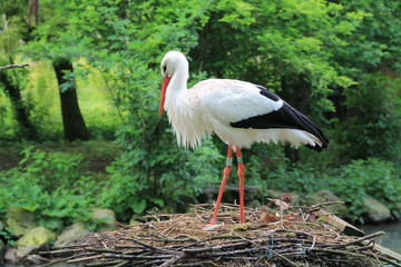 cigogne