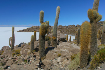 Giant cactus island © Rochu_2008