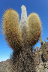 Giant cactus © Rochu_2008