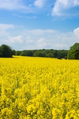 Weites Rapsfeld im Frühling