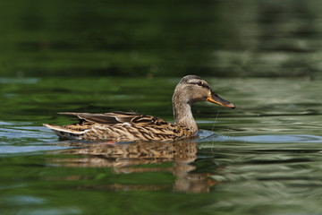 Mallard, Anas platyrhynchos