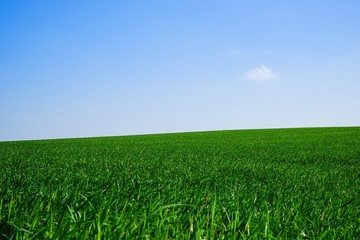 Fototapeta premium Junger Getreidebestand im Frühling, weitläufig