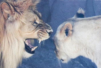 An Unhappy Male Lion Rebukes His Mate
