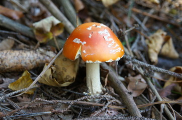 Mushroom