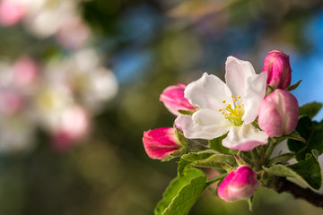 Blooming apple