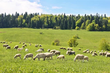 Door stickers Sheep Flock of sheep in Poland