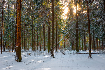 Morning shot of frosty spruce forest