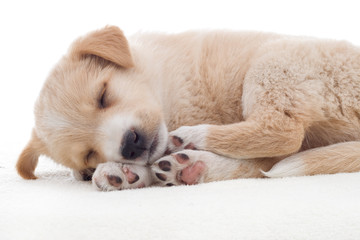 beige puppy sleeps