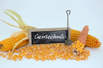 Mais Gentechnik