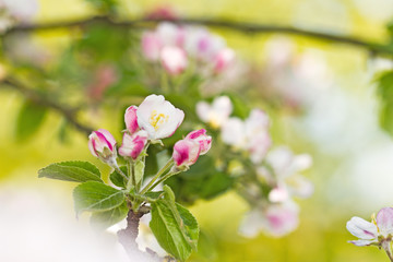 Apfelblüten, Frühlingsmotiv
