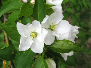 Closeup of apple-tree flowers