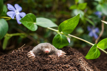 Mole in the hole