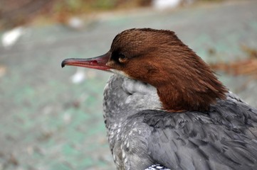 Gänsesäger