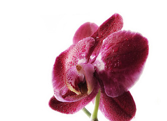 orchidea bagnata dalla pioggia © alefugi