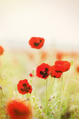 Red poppies