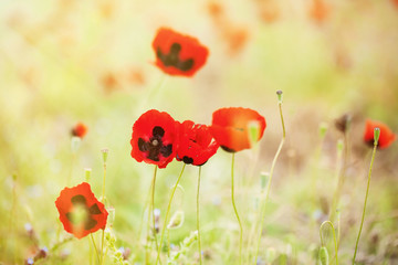 Red poppies