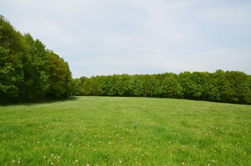 Fototapeta premium Wiese voller Pusteblumen