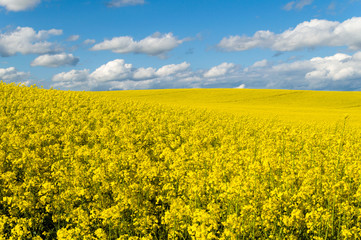 Beautiful  field of yellow rape early spring, Poland
