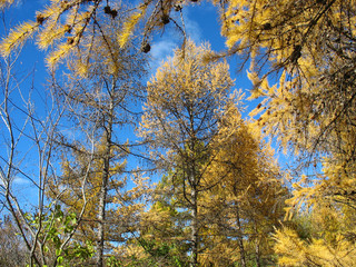 Autumn. Gold larch tops against blue sky