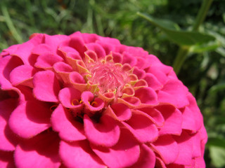 Closeup of pink zinnia