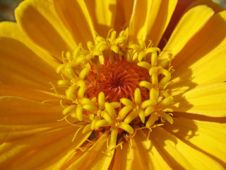 Close up of yellow zinnia stamens