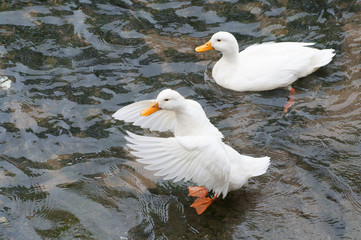 duck on the river