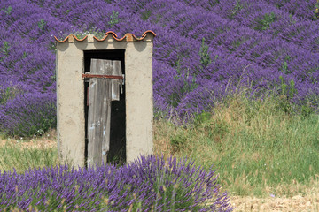 valensole provenza francia campi di lavanda fiorita