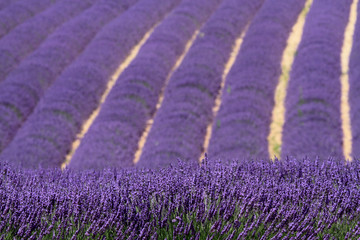 valensole provenza francia campi di lavanda fiorita