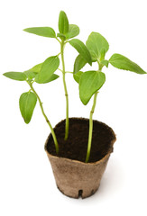 Sunflower seedling in pot
